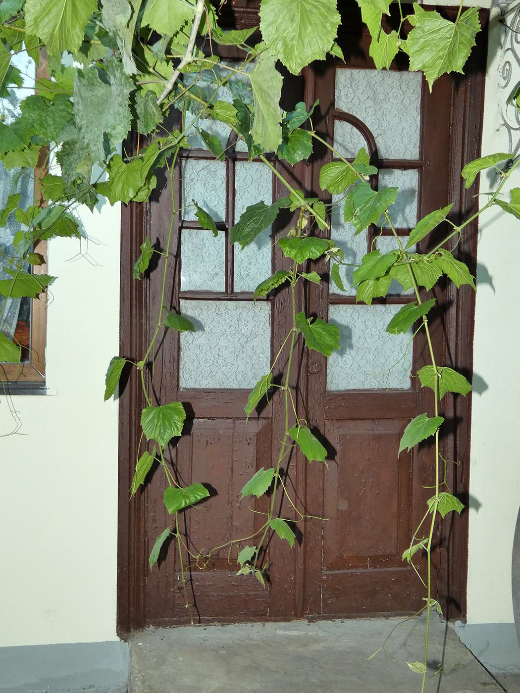 Image of Vitis × bacoi specimen.