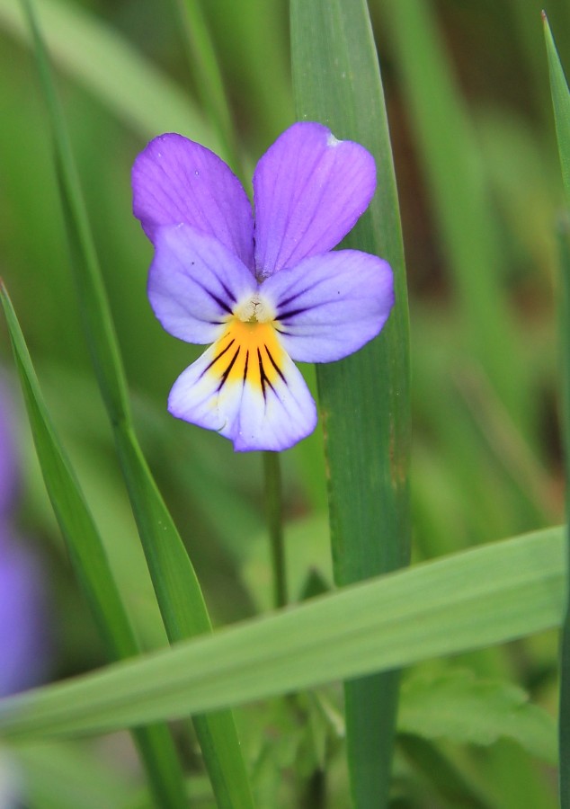 Image of Viola × contempta specimen.