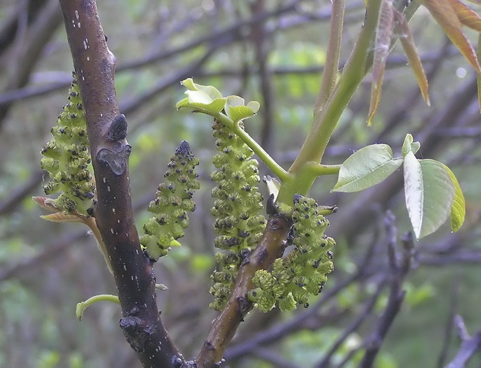 Изображение особи Juglans regia.