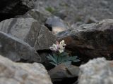 Corydalis inconspicua