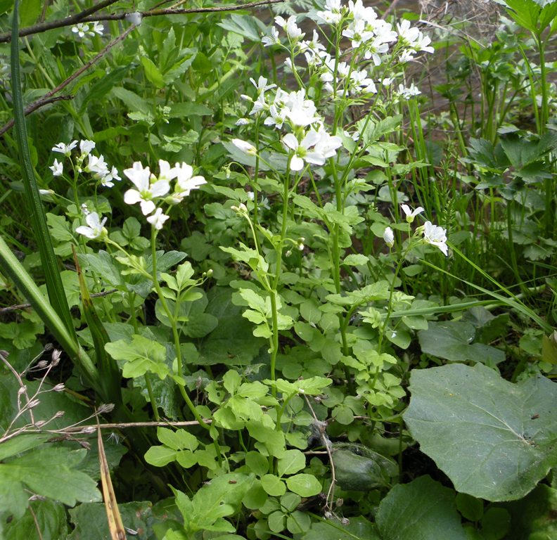 Изображение особи Cardamine amara.