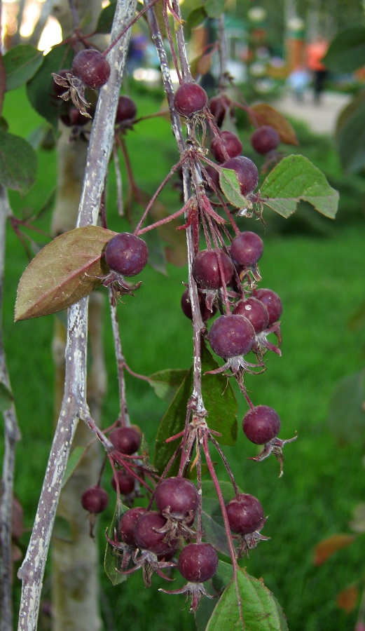 Изображение особи Malus × purpurea.