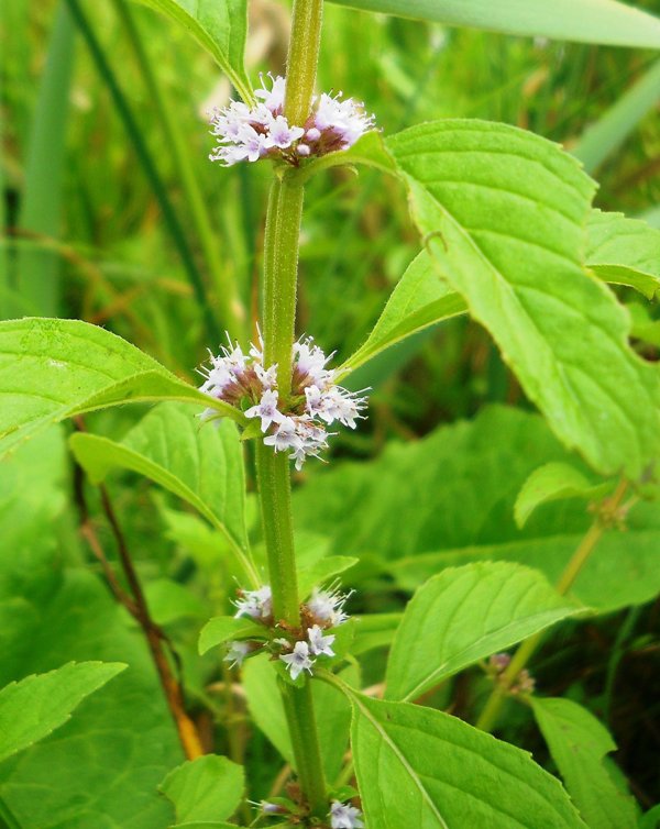 Image of Mentha arvensis specimen.