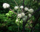 Angelica sylvestris