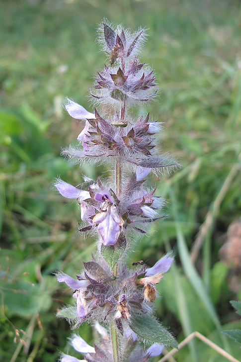 Image of Stachys spectabilis specimen.
