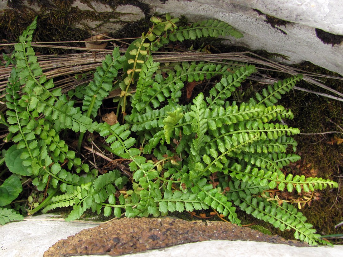 Изображение особи Asplenium viride.