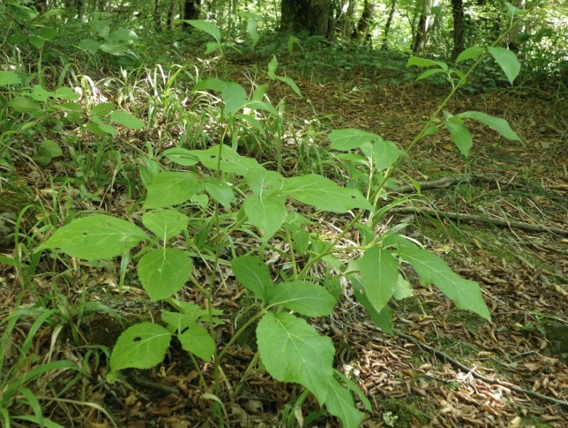 Image of Klasea quinquefolia specimen.