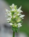 Image of taxon representative. Author is Марина Скотникова