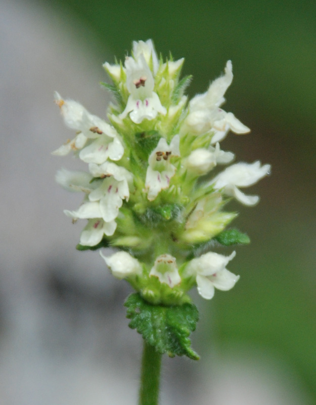 Image of Betonica alopecuros specimen.