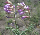 Astragalus varius