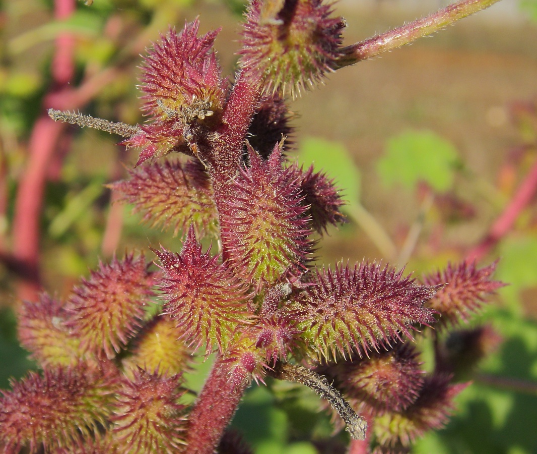 Image of Xanthium orientale specimen.