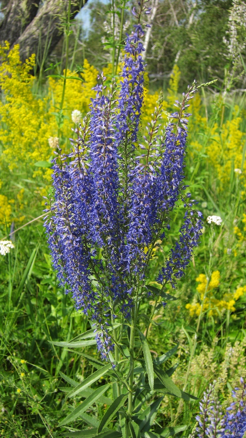 Image of Veronica spuria specimen.