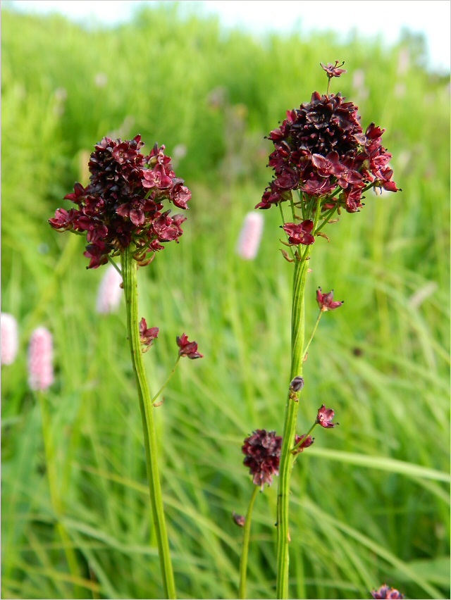 Image of Sanguisorba polygama specimen.