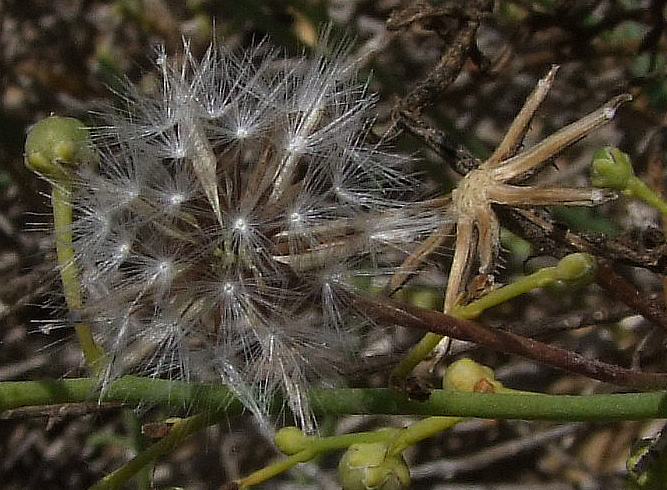 Изображение особи Crepis aculeata.