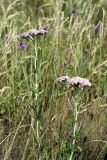 Achillea asiatica