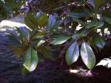 Magnolia grandiflora