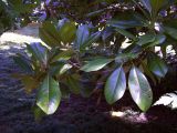 Magnolia grandiflora. Ветвь. Южный Берег Крыма, пос. Гурзуф. 22 августа 2007 г.