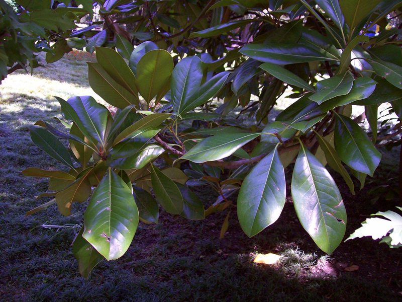 Image of Magnolia grandiflora specimen.