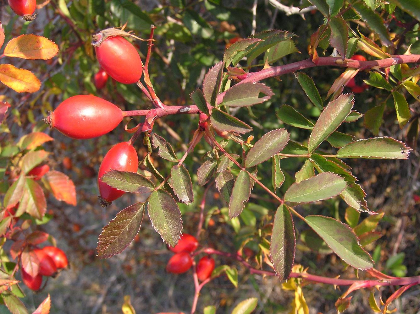 Image of Rosa canina specimen.