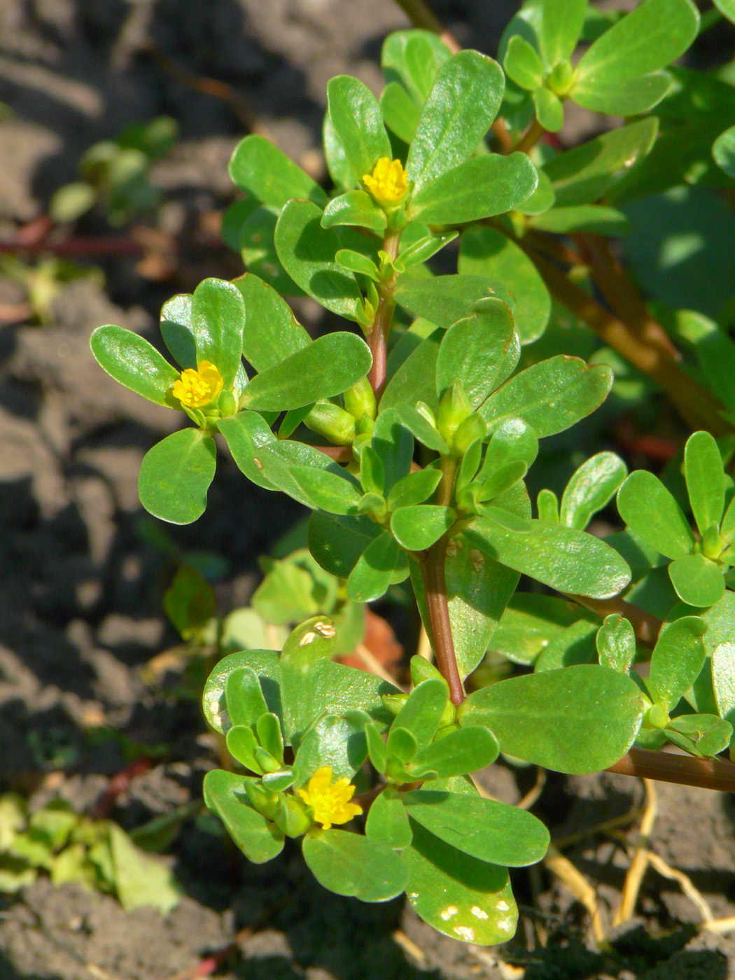 Изображение особи Portulaca oleracea.