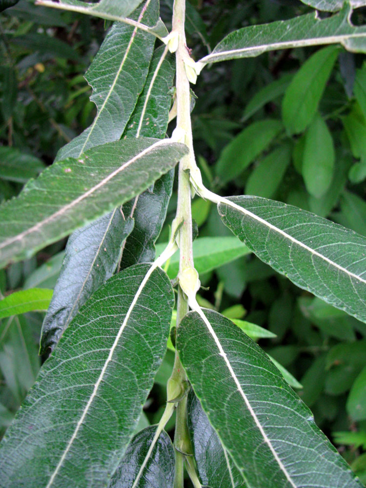 Image of genus Salix specimen.