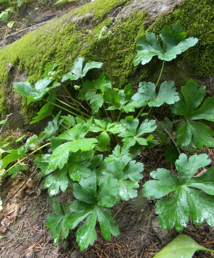 Изображение особи Sanicula europaea.