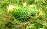 Cirsium vulgare. Бутанизирующее соцветие. Астраханская обл., Камызякский р-н, обочина дороги у с. Образцово-Травино. 17.08.2011.