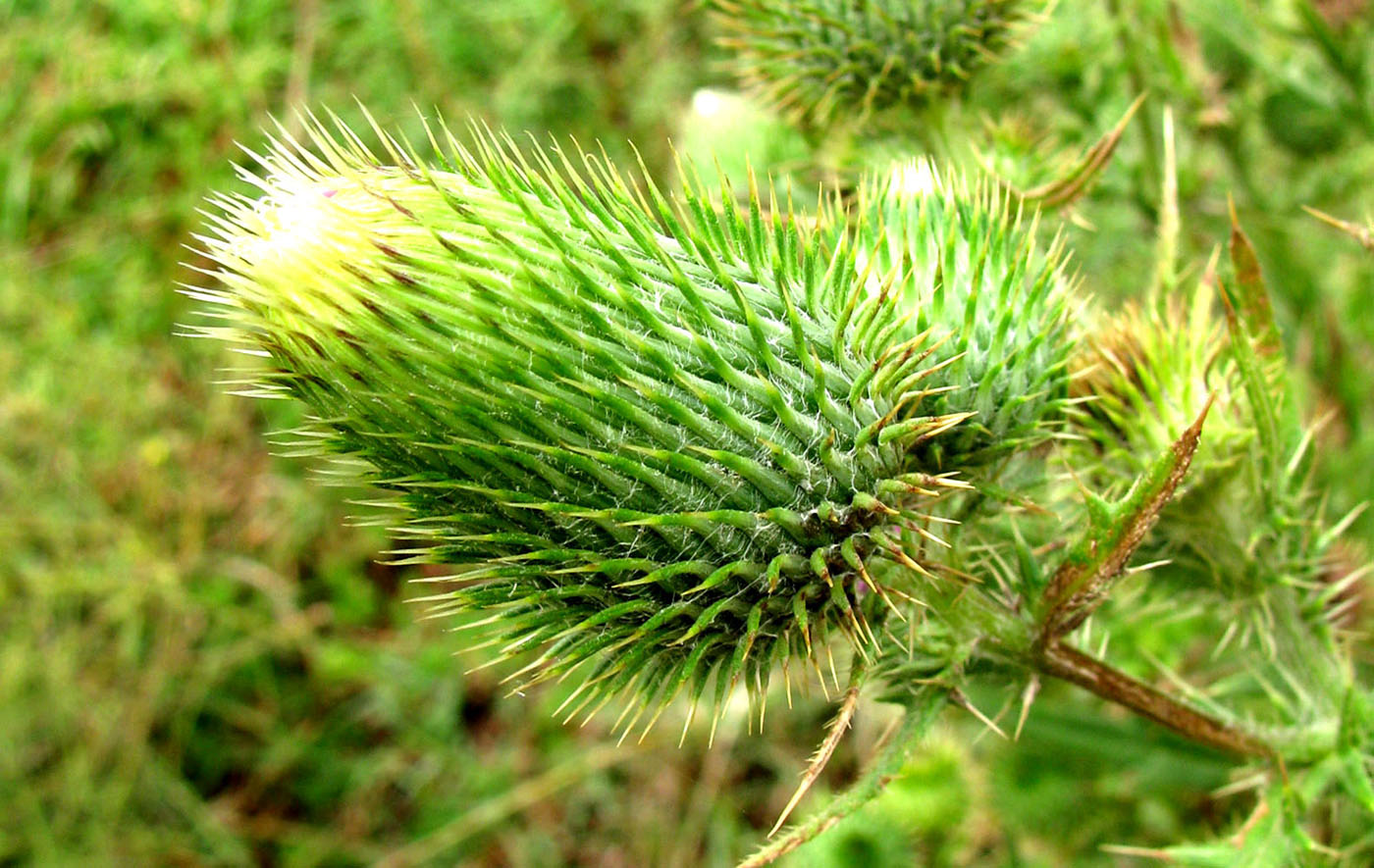 Изображение особи Cirsium vulgare.