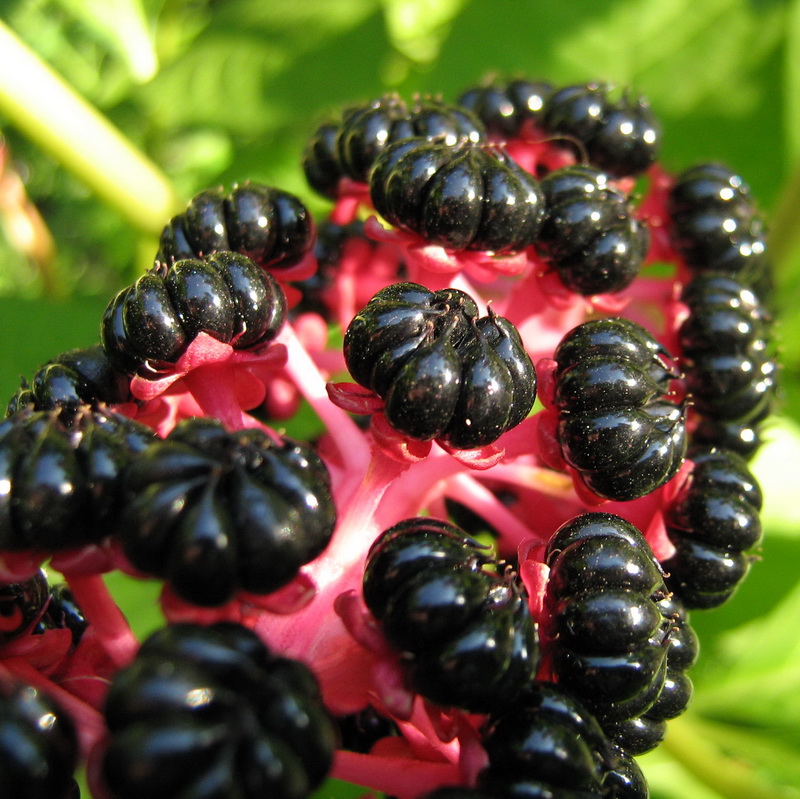 Image of Phytolacca acinosa specimen.