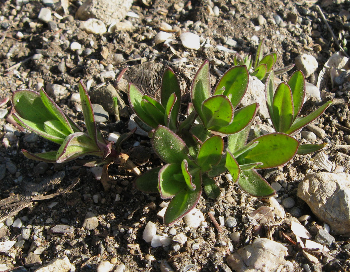 Изображение особи Gypsophila perfoliata.