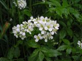 Cardamine leucantha. Соцветие. Хабаровский край, Ванинский р-н, окрестности пос. Высокогорный, возле ручья. 07.07.2005.