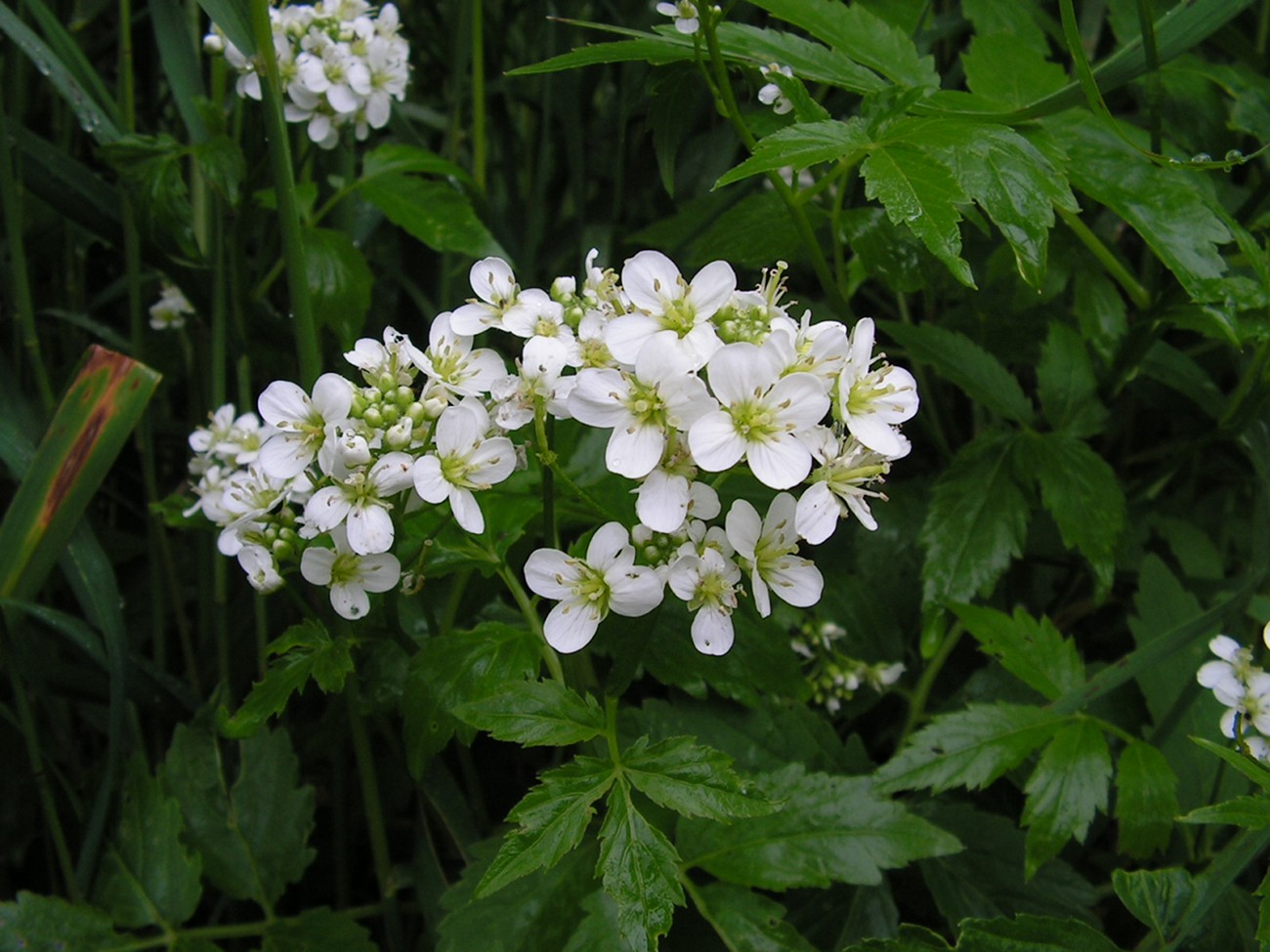 Изображение особи Cardamine leucantha.