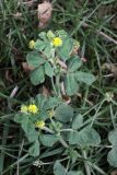 Medicago lupulina