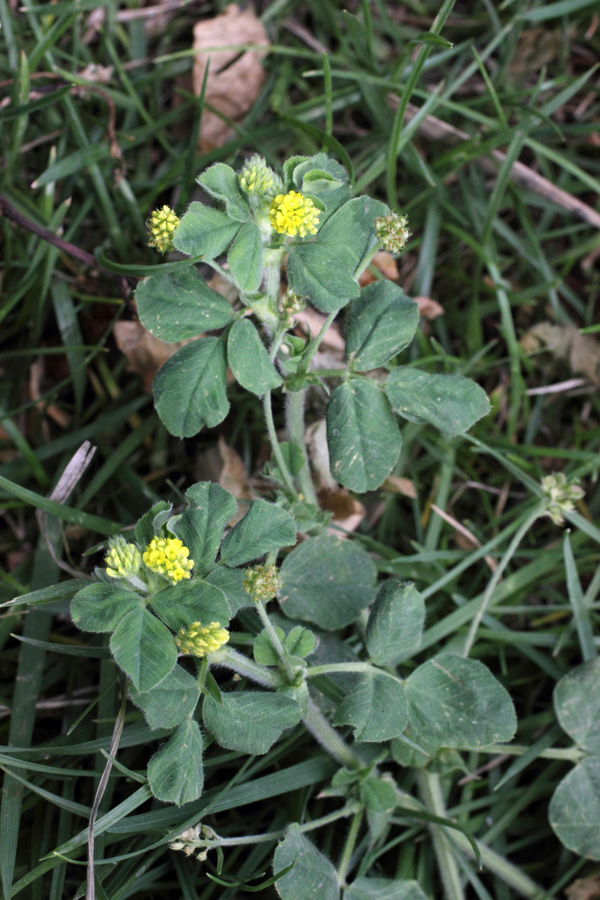 Изображение особи Medicago lupulina.