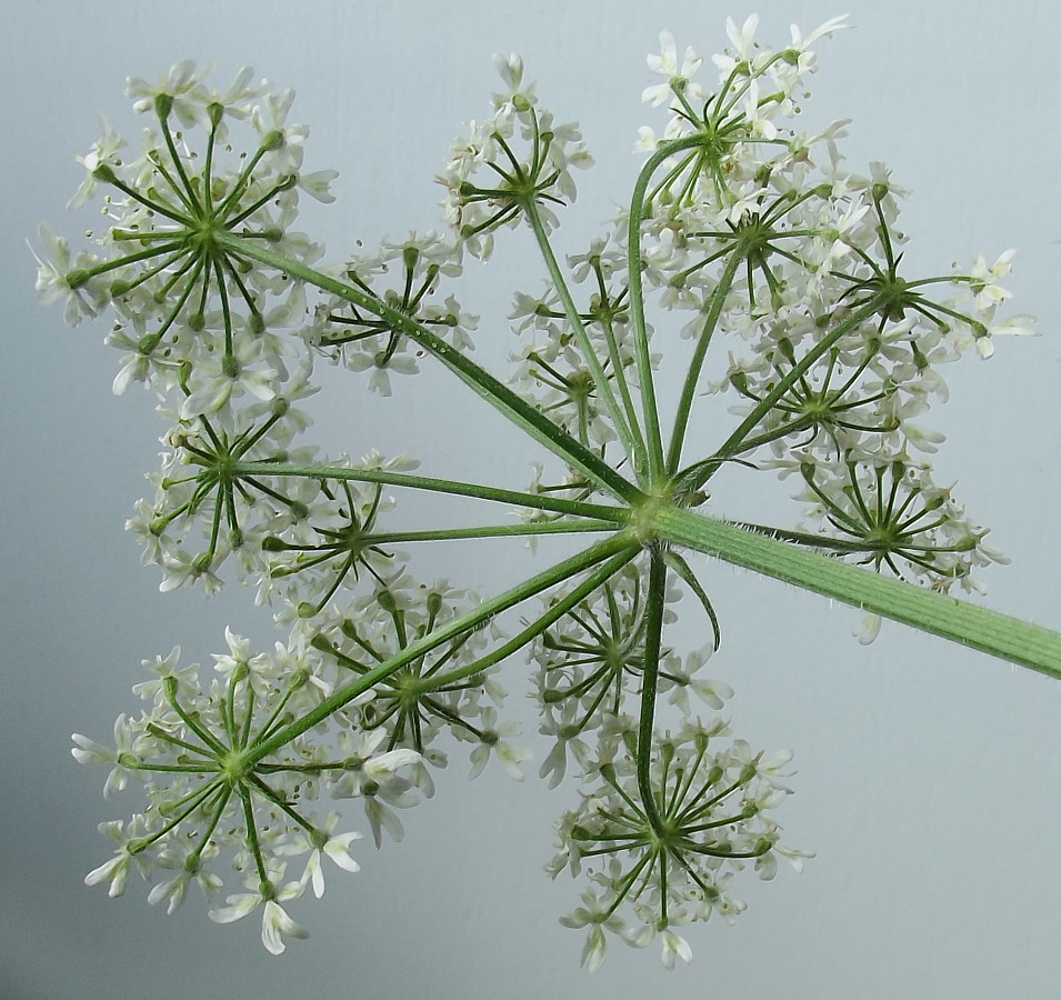 Изображение особи Heracleum sphondylium.