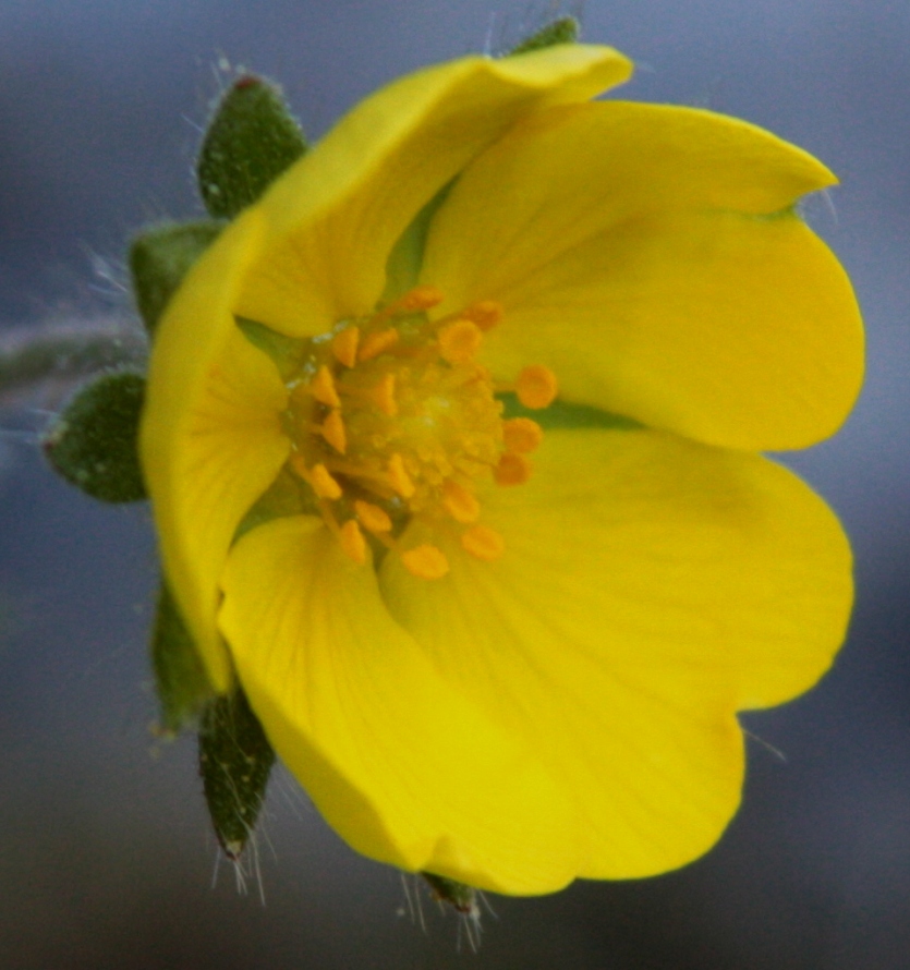 Image of Potentilla jacutica specimen.