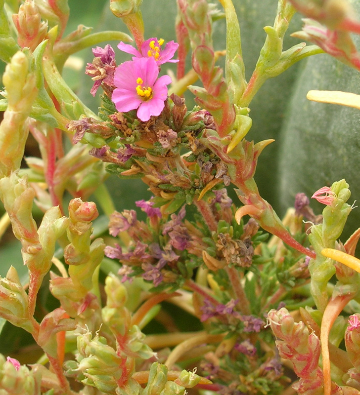 Image of Frankenia hirsuta specimen.