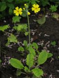 Primula cockburniana. Цветущее растение. Москва, БС МГУ. 09.06.2012.