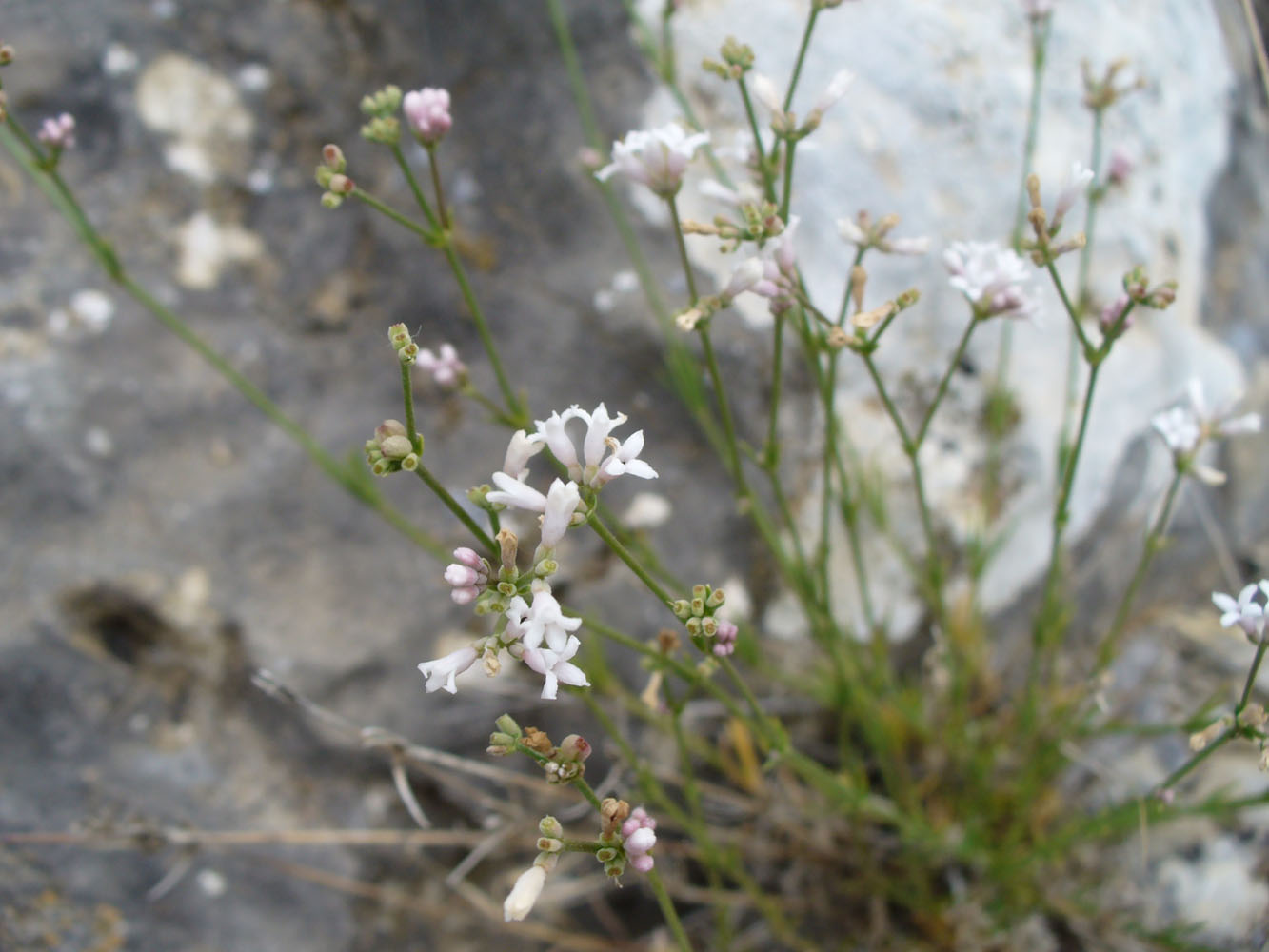 Image of Asperula attenuata specimen.