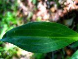 Gentiana macrophylla