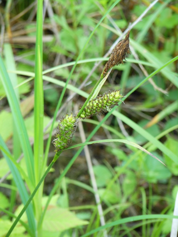 Image of Carex sordida specimen.