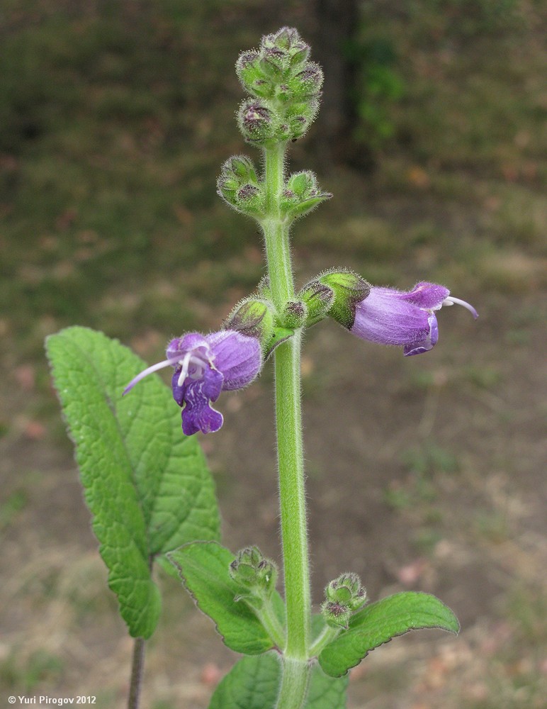 Image of Salvia przewalskii specimen.