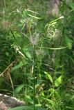 Epilobium parviflorum. Верхняя часть цветущего и плодоносящего растения. Южный Берег Крыма, окр. Ялты. 23 июля 2012 г.