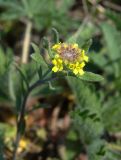 Alyssum turkestanicum variety desertorum. Верхушка цветущего растения. Краснодарский край, Кущёвский р-н, окр. станицы Шкуринская. Апрель 2009 г.