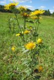 Inula britannica