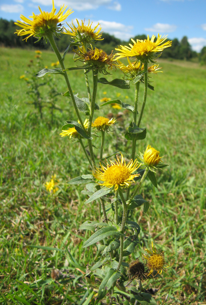 Изображение особи Inula britannica.