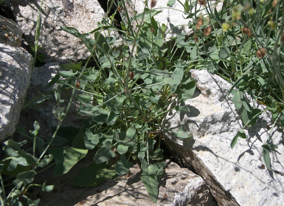 Изображение особи Rumex hastifolius.