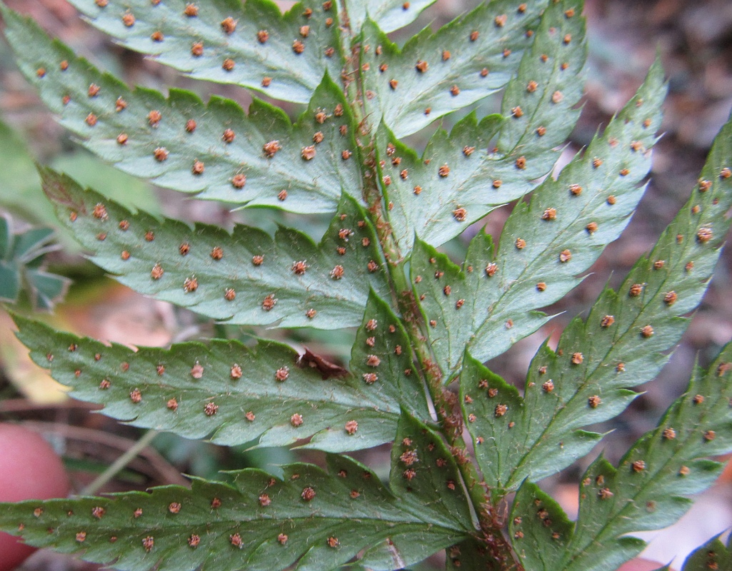 Image of Polystichum aculeatum specimen.