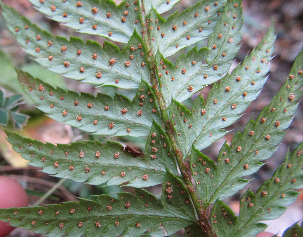 Изображение особи Polystichum aculeatum.