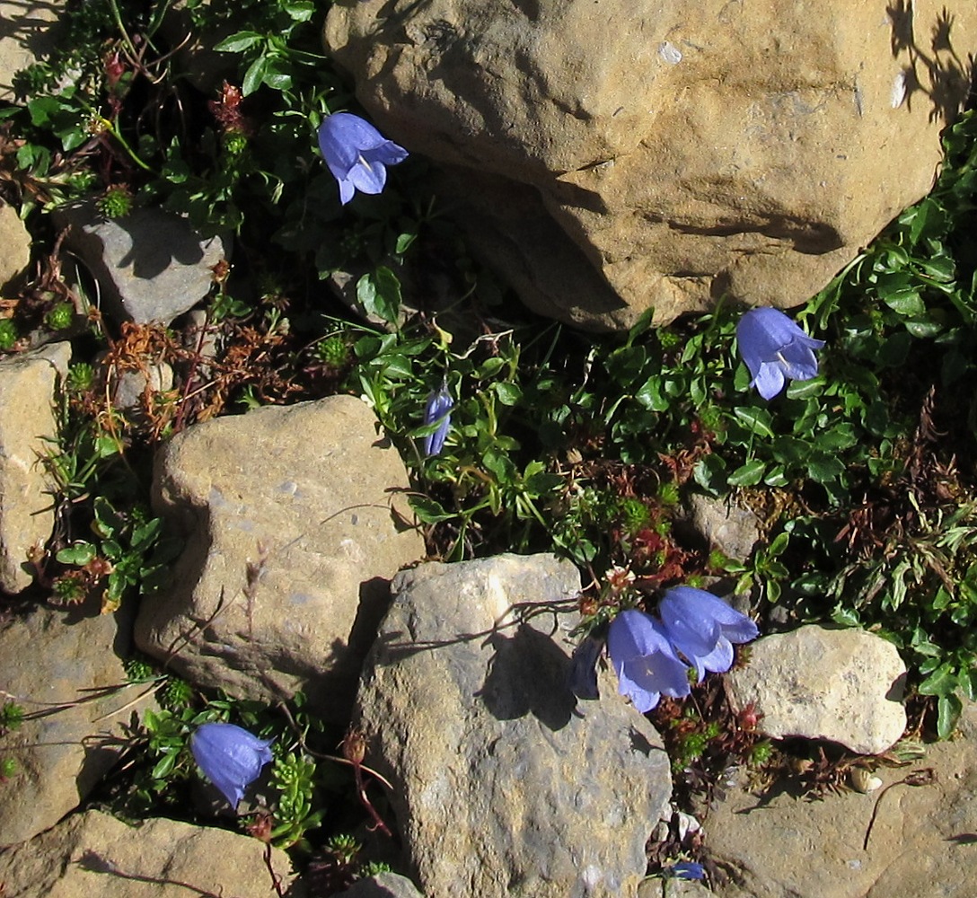 Изображение особи род Campanula.